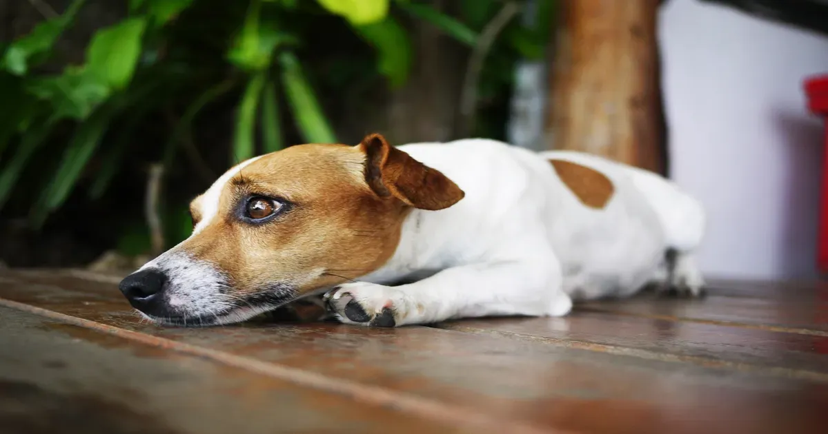 Cachorro ansioso: Sinais que ele precisa de socialização