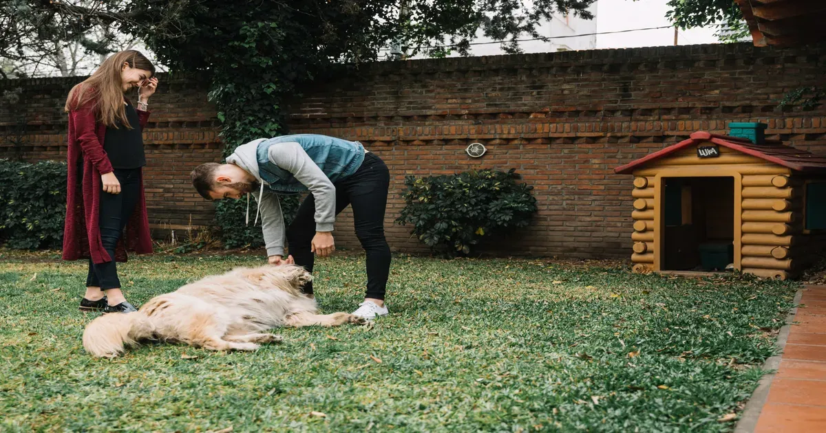 Creche para cachorro: como funciona e para qual pet é ideal