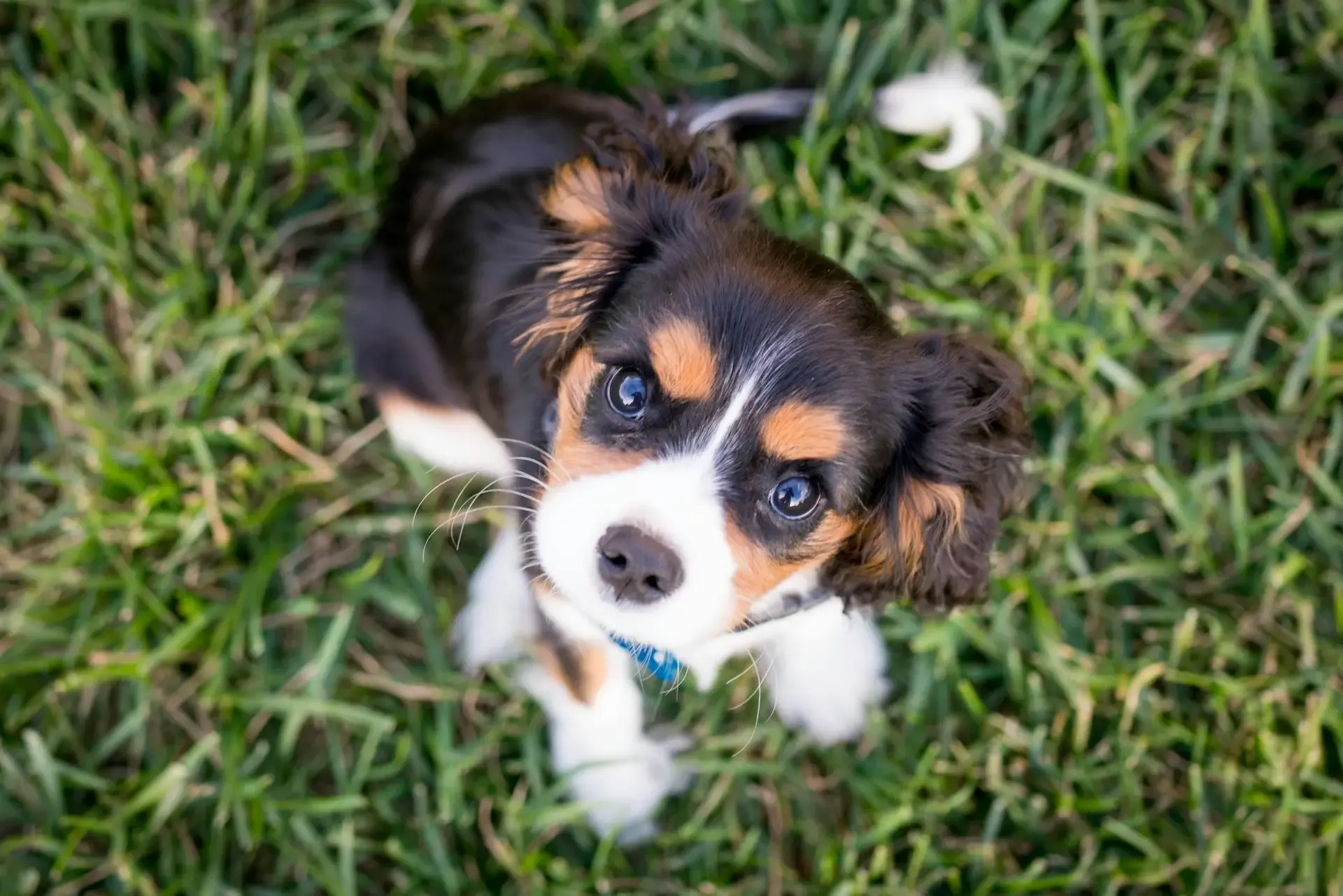 Como ensinar o cachorro a fazer xixi no lugar certo