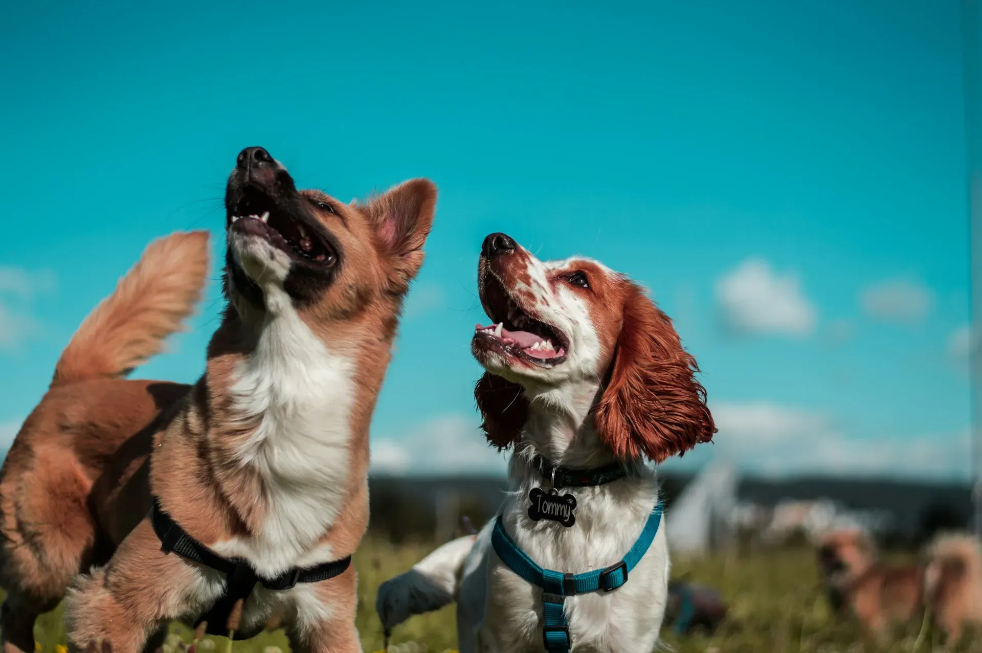 Como escolher a raça de cachorro perfeita para o seu estilo de vida