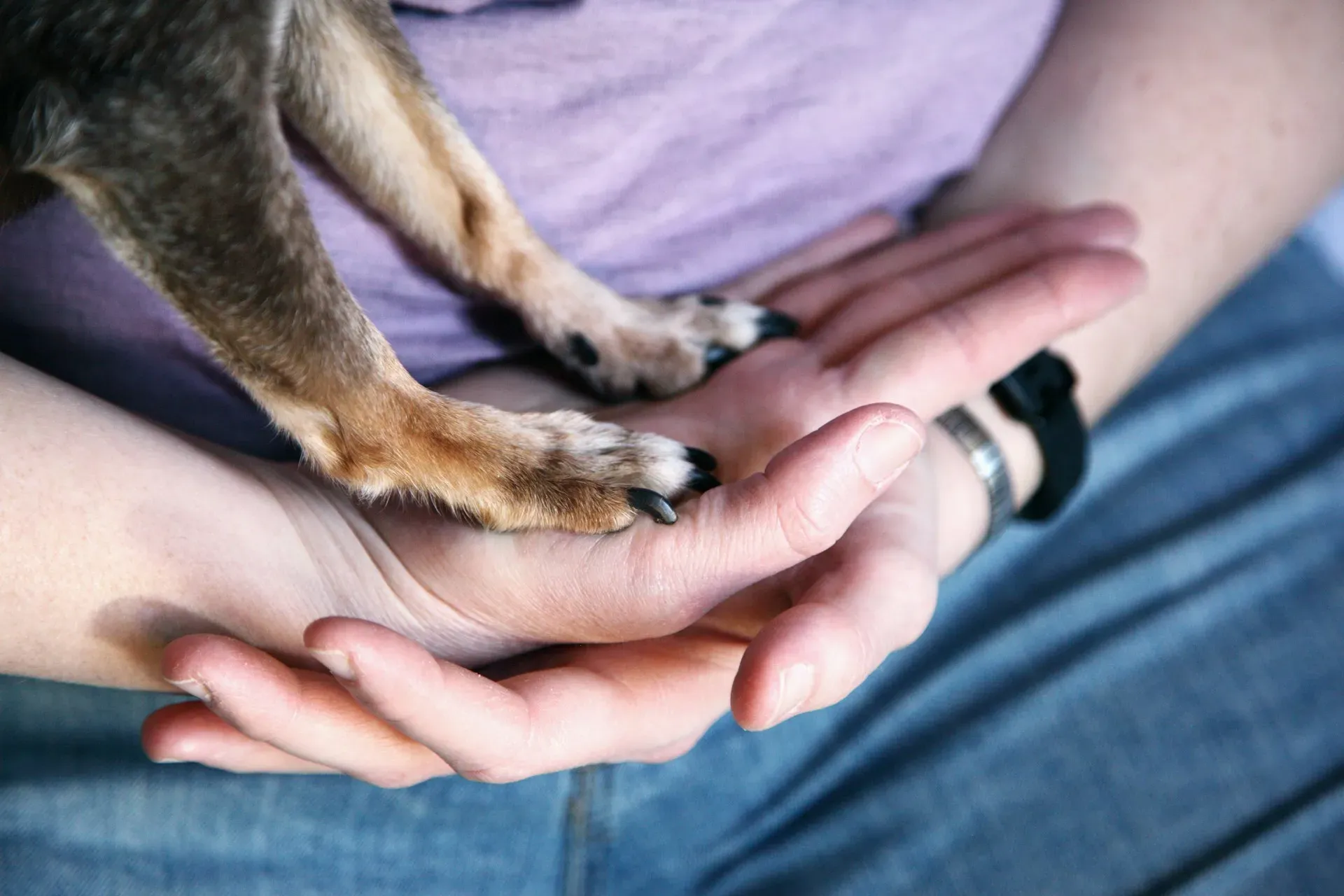 Higiene do Pet: Guia completo para unhas e dentes saudáveis