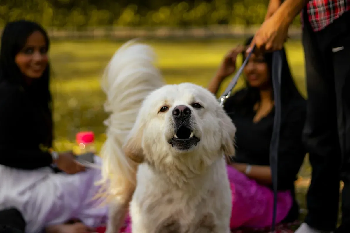 Meu cachorro late muito? Causas, soluções e como ajudar