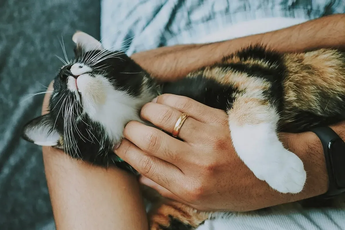 Mitos e Verdades sobre Gatos: Guia completo PetHost para tutores