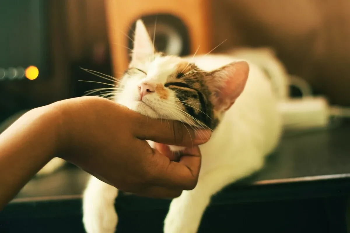 Pet Sitter: Cuidado profissional e conforto para seu pet em casa