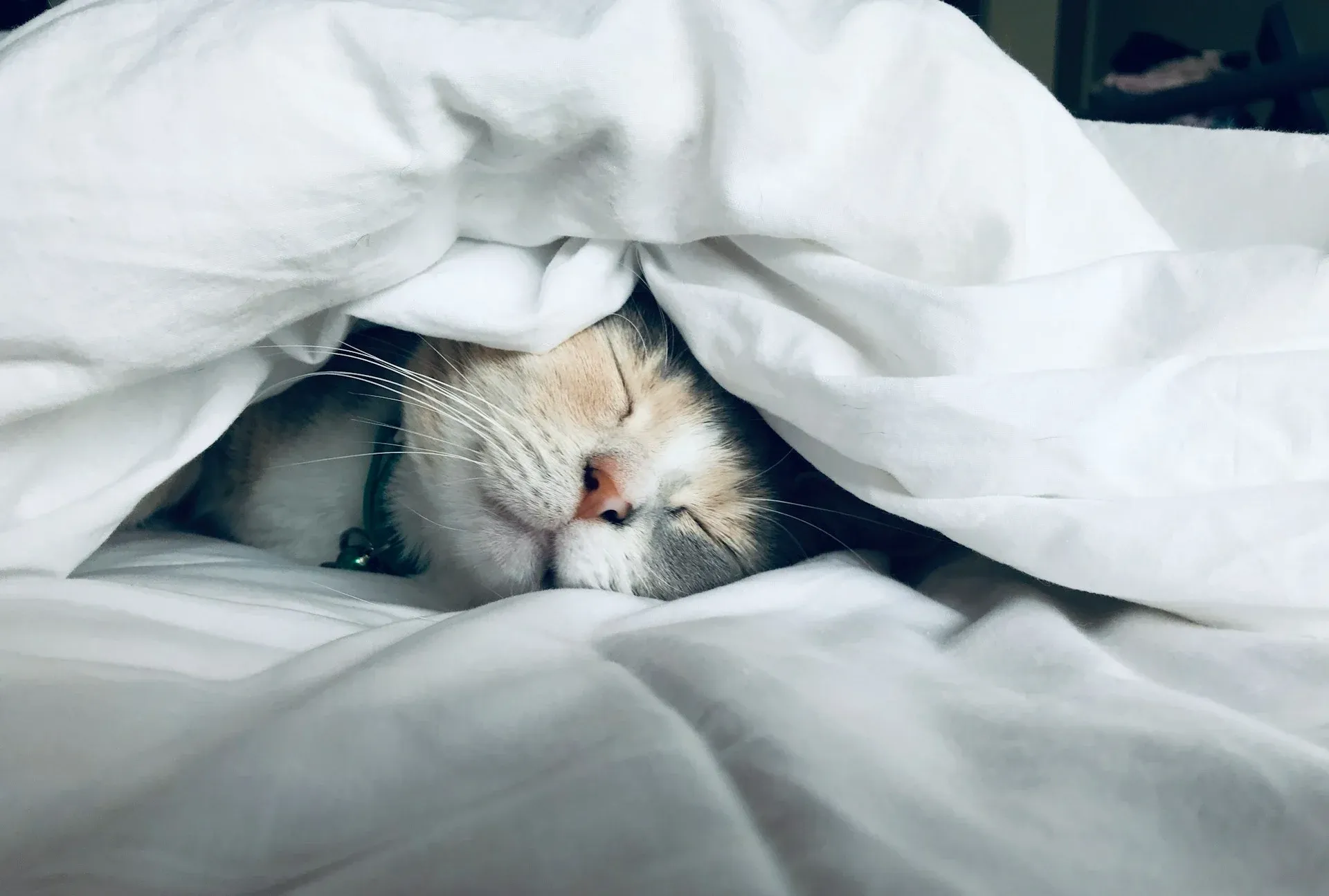 Pet sitter para gatos: como funciona e por que faz diferença
